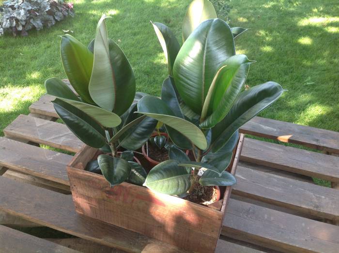 Ландшафтный дизайн. Элитное озеленение. Экзотические, комнатные, садовые растения., фотография 8