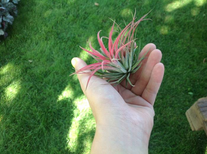 Ландшафтный дизайн. Элитное озеленение. Экзотические, комнатные, садовые растения., фотография 9