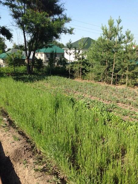 Продам участок., фотография 3