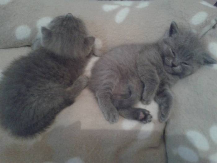 Продам котят шотландских вислоухих и прямоухих, фотография 1