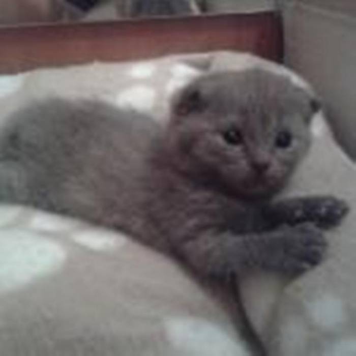 Продам котят шотландских вислоухих и прямоухих, фотография 2