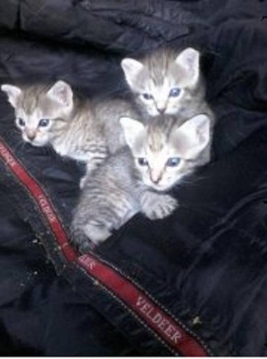 отдам котят, фотография 1