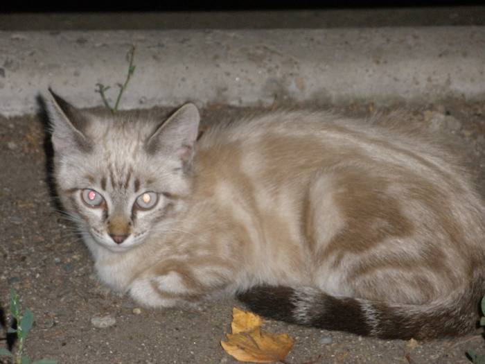 отдам котят, фотография 1