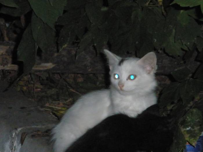 отдам котят, фотография 2