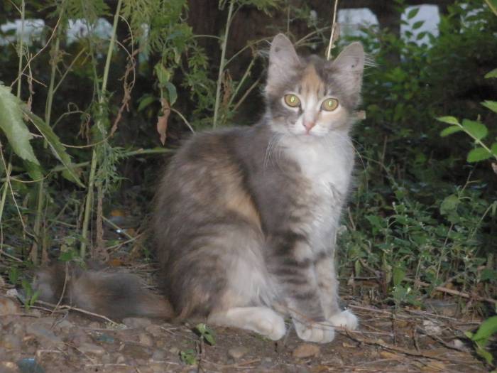 отдам котят, фотография 3