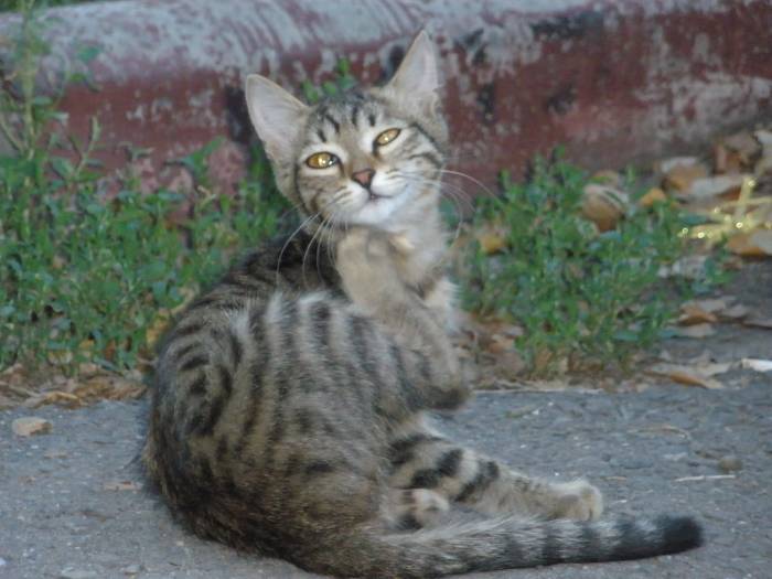 отдам котят, фотография 5