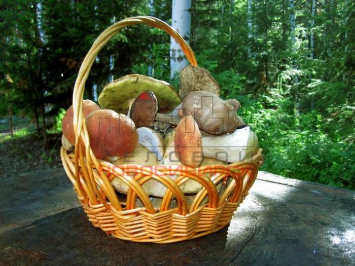 Готовый бизнес - база отдыха, фотография 9