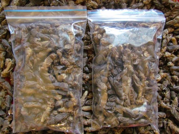 Сушеная азиатская медведка , фотография 1