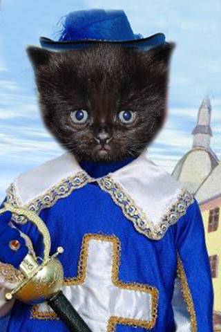 Продаются Scottish Fold и Scottish Stright котятки, фотография 5