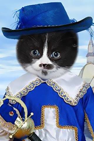 Продаются Scottish Fold и Scottish Stright котятки, фотография 6