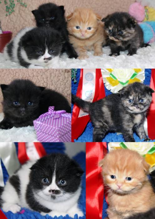 Продаются Scottish Fold и Scottish Stright котятки, фотография 7