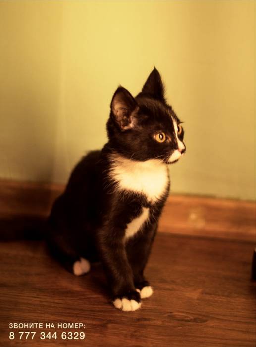 Срочно!! Отдам Котенка – Охотника в добрые руки!!, фотография 1