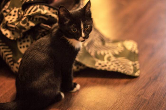 Срочно!! Отдам Котенка – Охотника в добрые руки!!, фотография 2