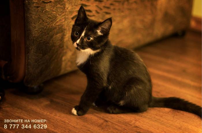 Срочно!! Отдам Котенка – Охотника в добрые руки!!, фотография 4