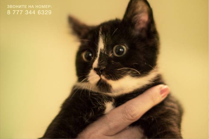 Срочно!! Отдам Котенка – Охотника в добрые руки!!, фотография 5