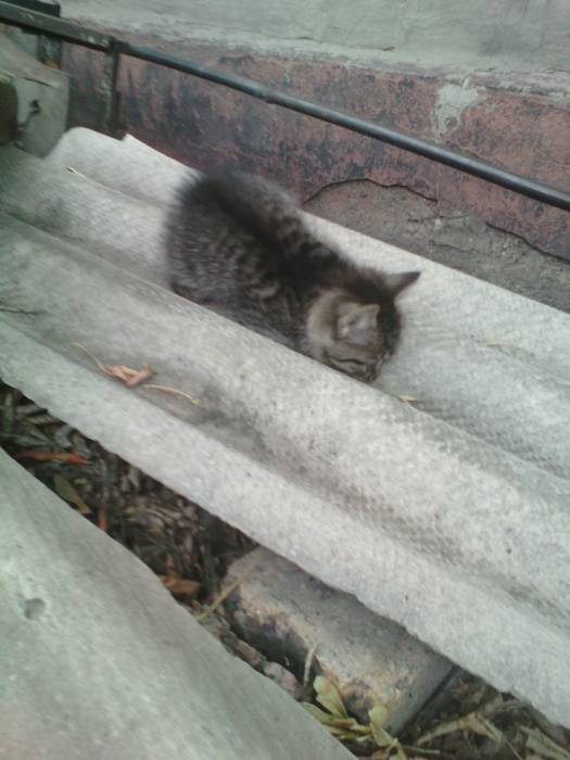 Срочно. Отдам котят подкидышей в хорошие руки , фотография 2