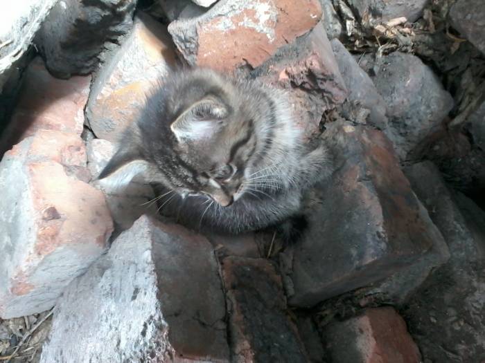 Срочно. Отдам котят подкидышей в хорошие руки , фотография 3