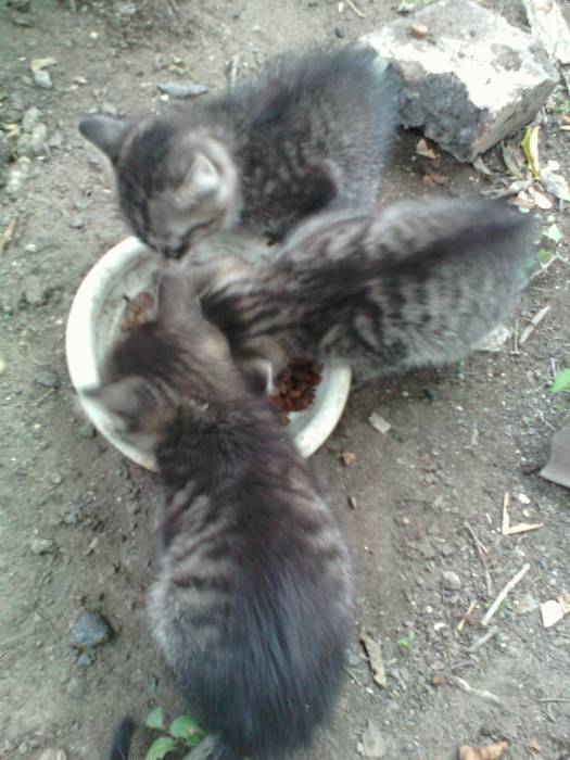 Срочно. Отдам котят подкидышей в хорошие руки , фотография 4