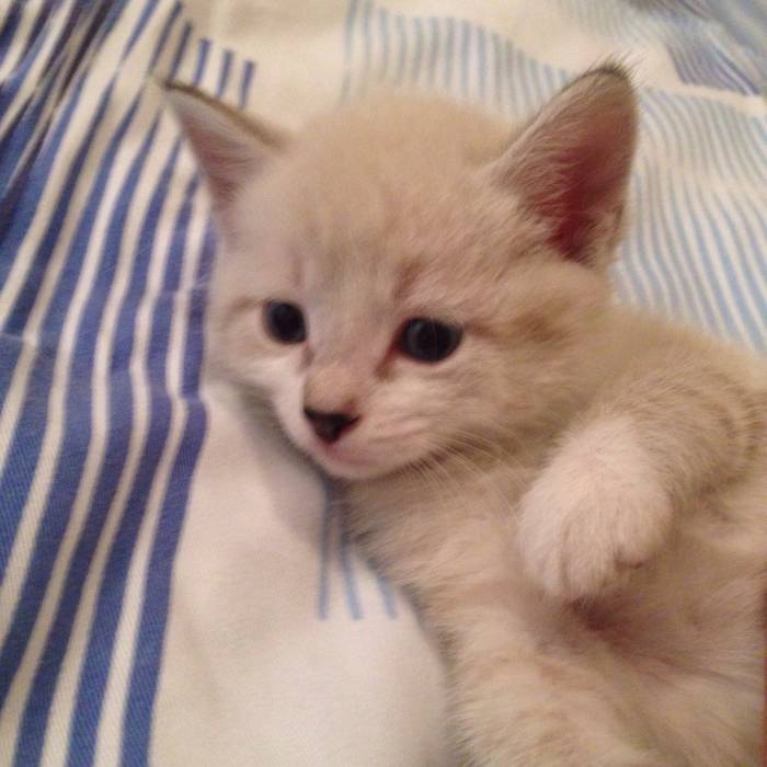 Котята , фотография 1