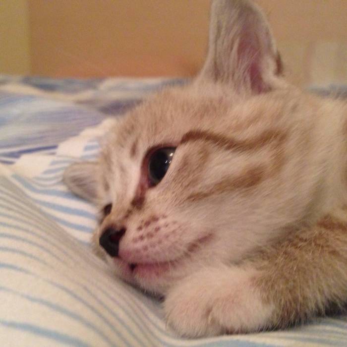 Котята , фотография 3