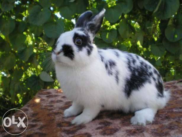 Продаю кроликов.Срочно., фотография 1