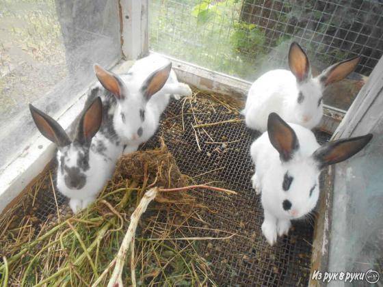 Продаю кроликов.Срочно., фотография 2