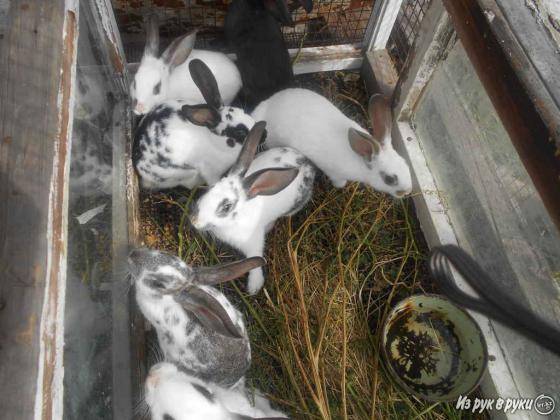 Продаю кроликов.Срочно., фотография 3