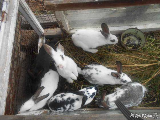 Продаю кроликов.Срочно., фотография 4
