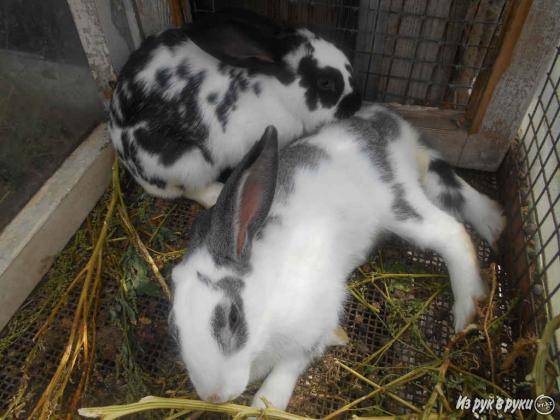 Продаю кроликов.Срочно., фотография 5