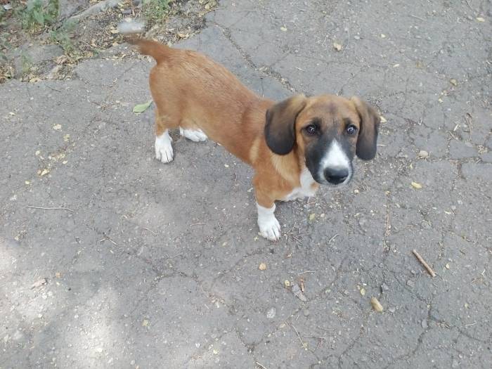 В ласковые добрые руки передам щенков охранной дворовой., фотография 1