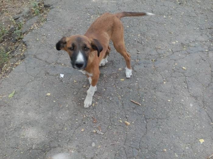 В ласковые добрые руки передам щенков охранной дворовой., фотография 2