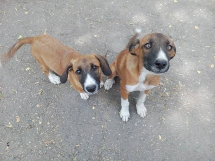 В ласковые добрые руки передам щенков охранной дворовой., фотография 3