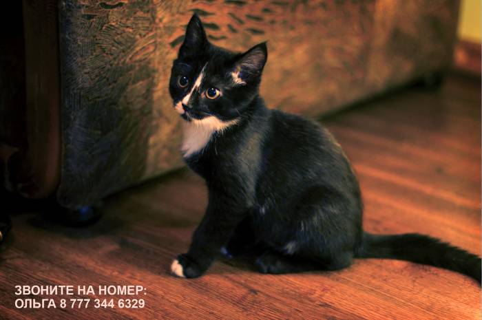Срочно!! Отдам Умного Котенка в добрые руки!!, фотография 1
