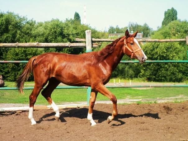 обучение верховой езде в астане, фотография 1