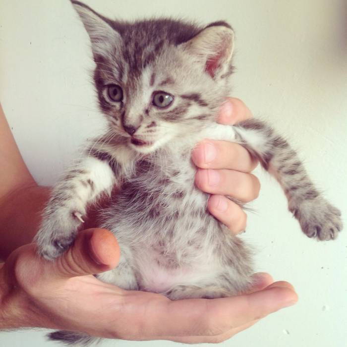 Котята от породистой кошки в хорошие руки, фотография 3