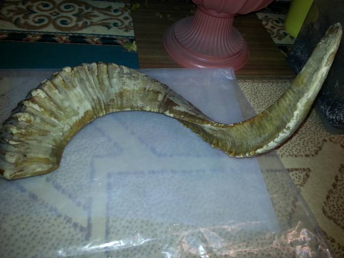 Продам старый рог архара, фотография 1