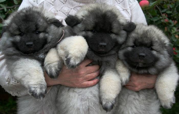Щенки вольф шпица(кеесхонд), фотография 4