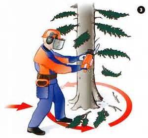 Спил Деревьев, фотография 1