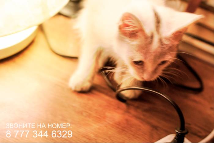 Срочно!! Отдам Светлого Котенка в добрые руки!!, фотография 2