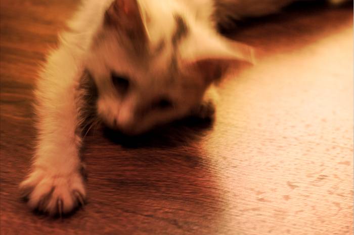 Срочно!! Отдам Светлого Котенка в добрые руки!!, фотография 3