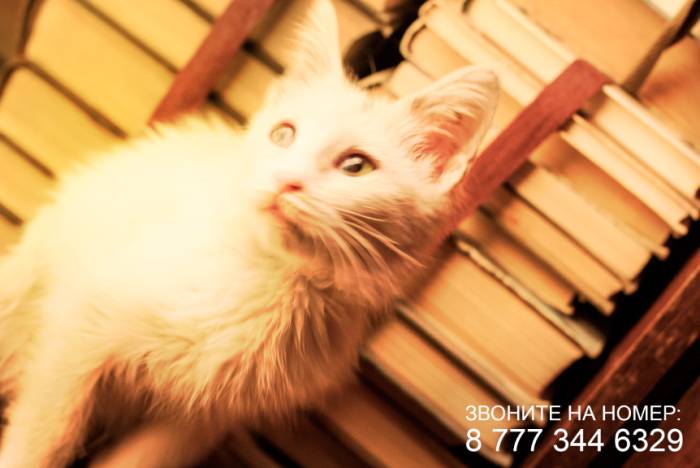 Срочно!! Отдам Светлого Котенка в добрые руки!!, фотография 4