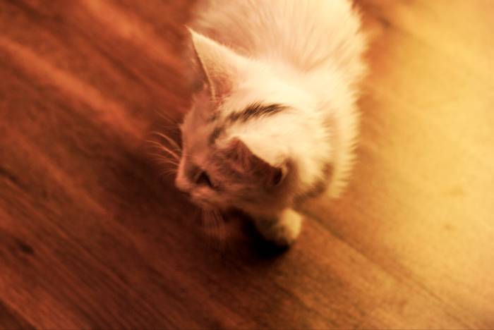 Срочно!! Отдам Светлого Котенка в добрые руки!!, фотография 5