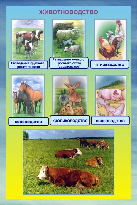 Наглядные пособия, фотография 3