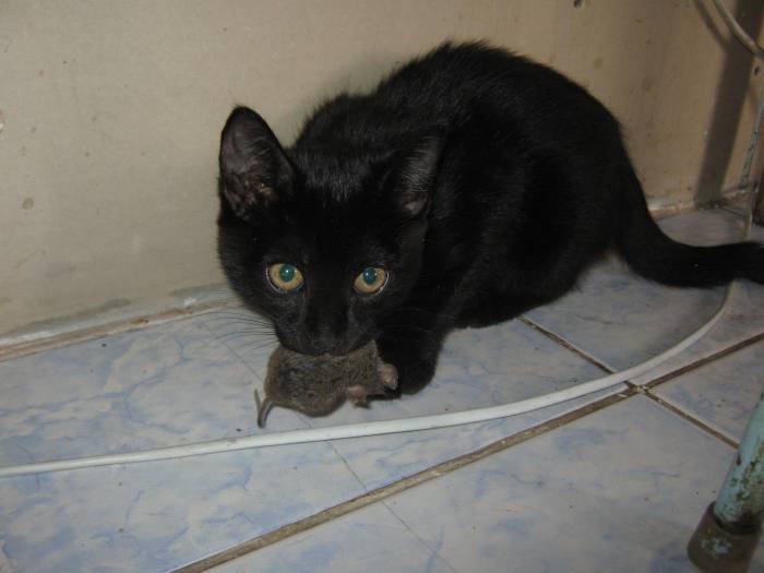 котенок, фотография 1