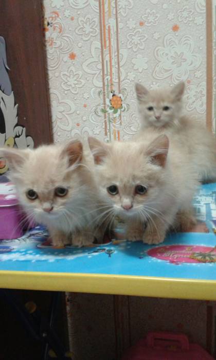 отдам котяток, фотография 1