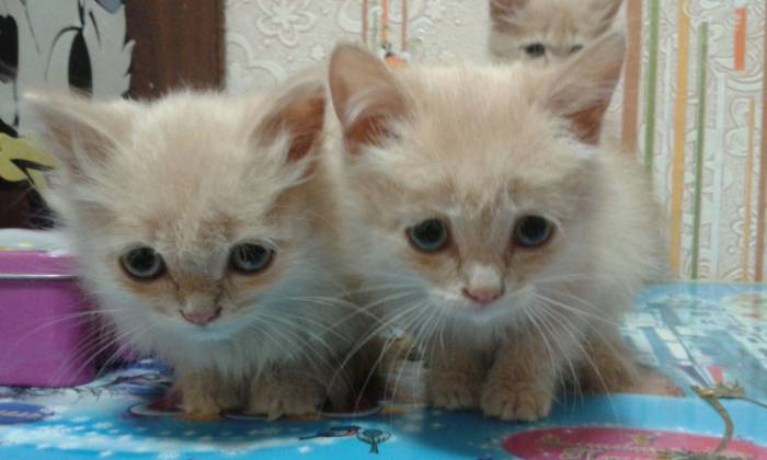 отдам котяток, фотография 2