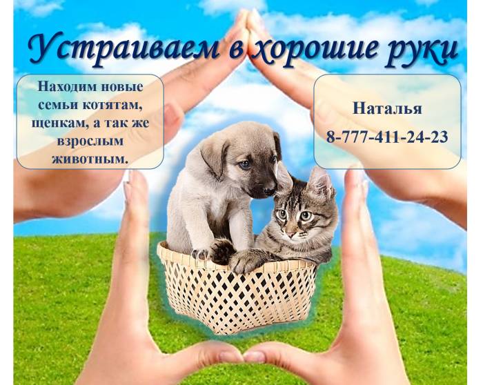 Устраиваем в хорошие руки., фотография 1