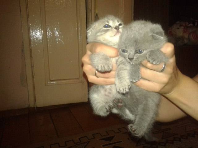 Продам очаровательных  вислоухих котят!Реальным покупателям скидка!!, фотография 3