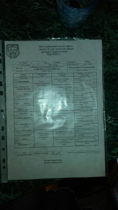 Продам очаровательных  вислоухих котят!Реальным покупателям скидка!!, фотография 5