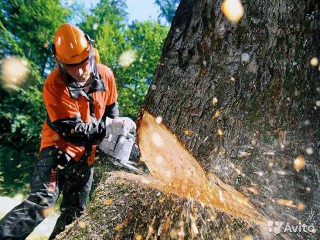 Спил и обрезка деревьев в Алматы, фотография 1